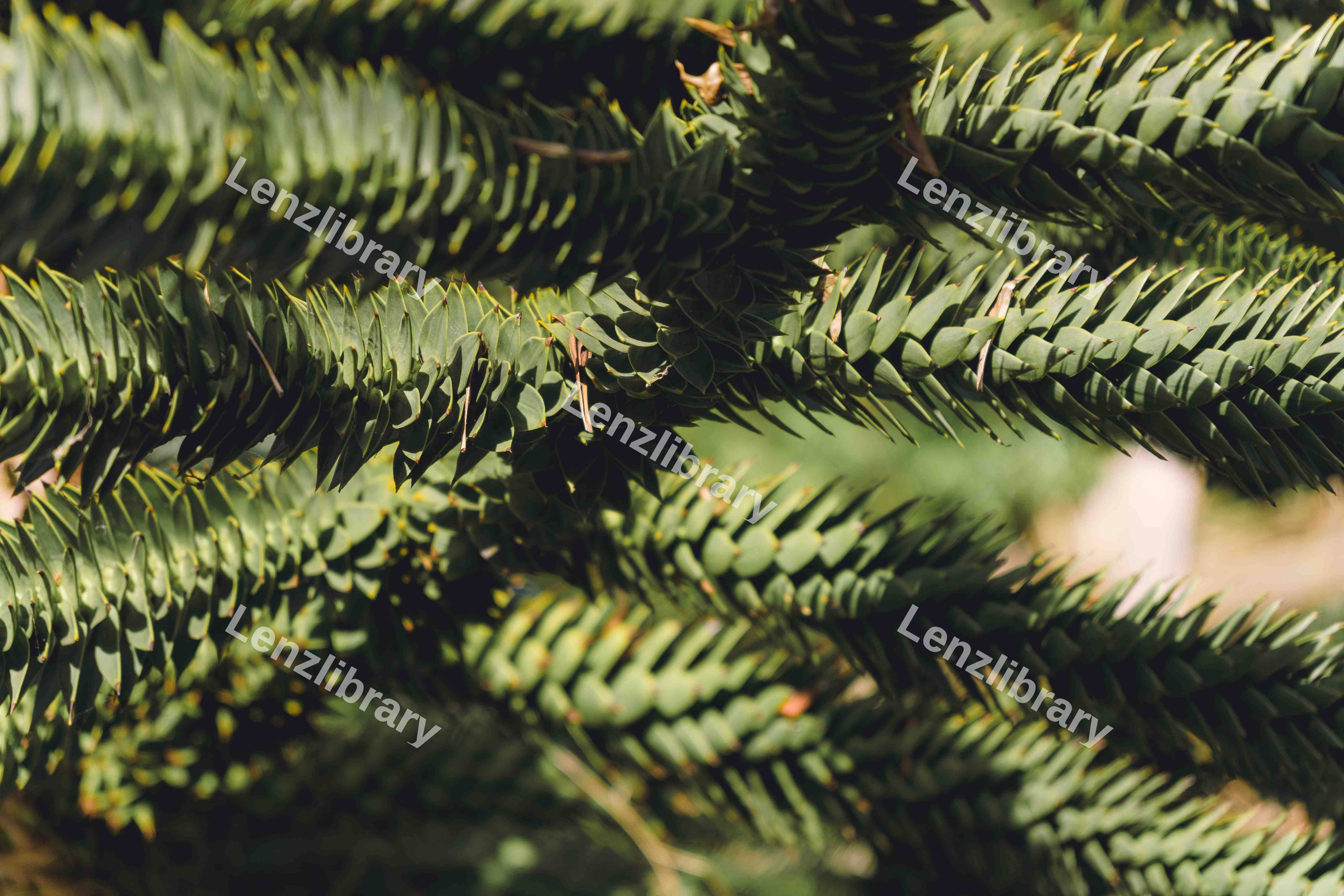 Pine Tree (Variation)